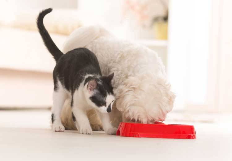 Did You Feed The Cat?  Dog supplies, Dog items, Dog feeding