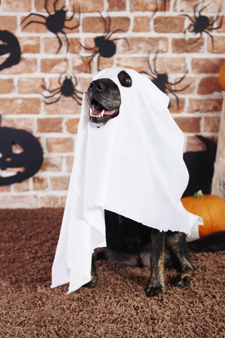 Dog ghost costume deals