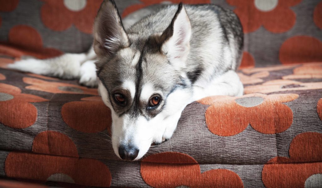 Boarding or Pet Sitter? Animal Behavior College