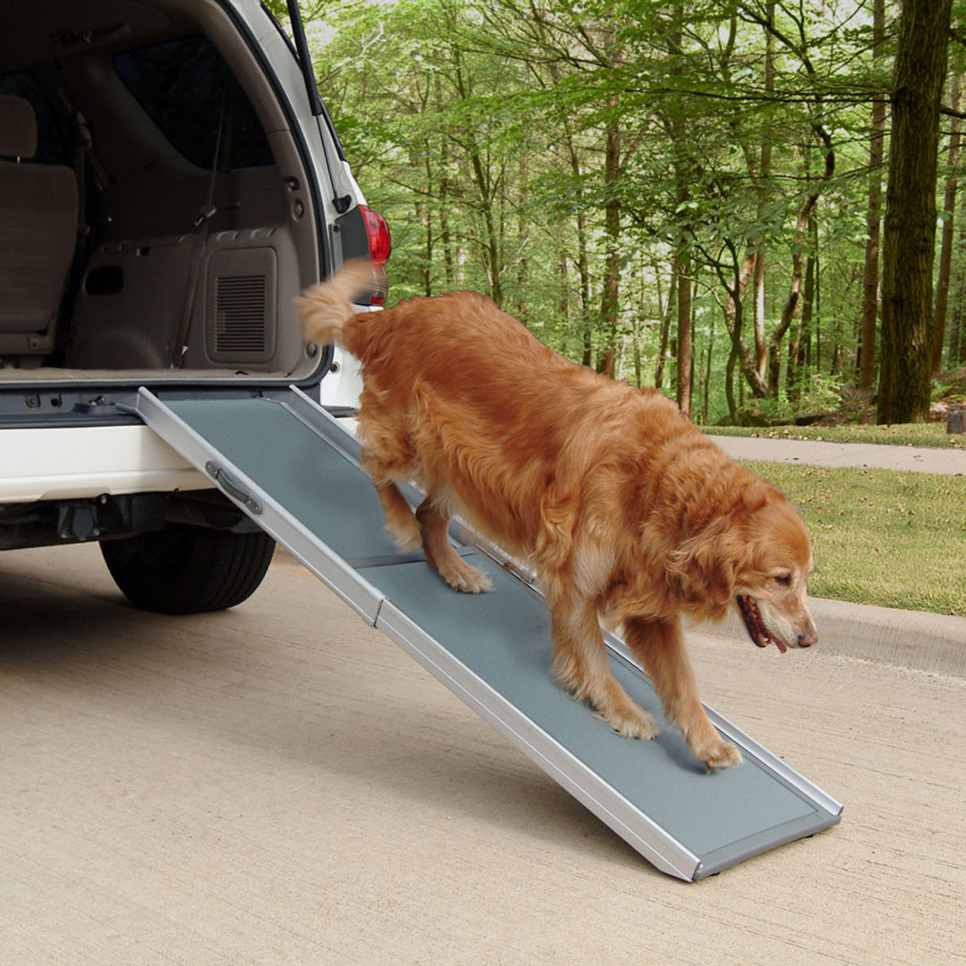 dog ramp