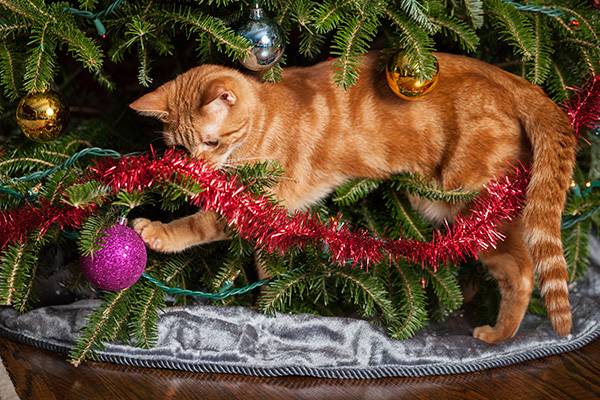 cat safe holiday decorating