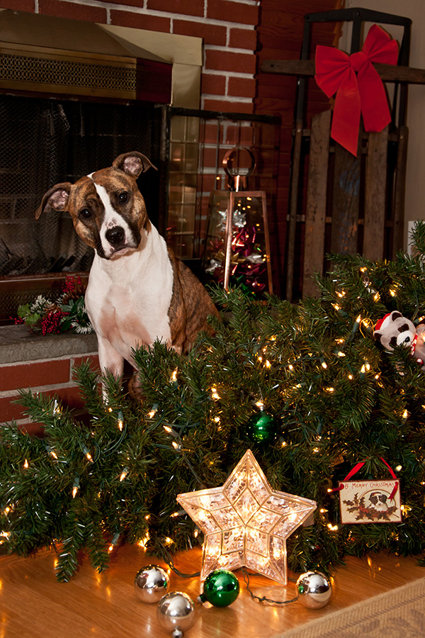 dog safe holiday decorating
