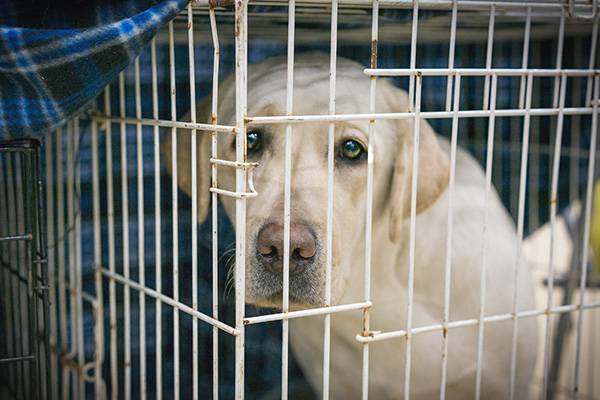 Free dog cages craigslist hotsell