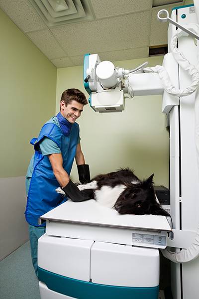 What Are The Qualifications To Be a Veterinary Assistant? - Animal Behavior  College