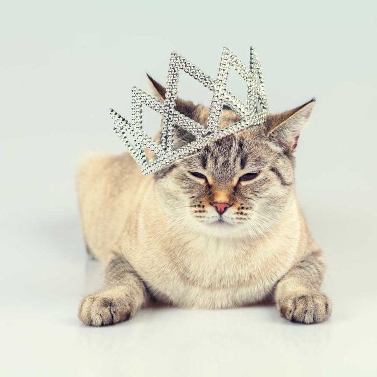 Respect Your Cat Day March 28th Animal Behavior College