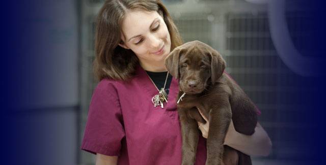 NAVTA-Approved Veterinary Assistant Courses | Animal Behavior ...