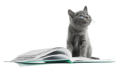 Gray kitten sits on an open book, tilting its head up