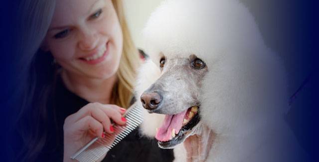 Dog Grooming Training | How to Become a Dog Groomer