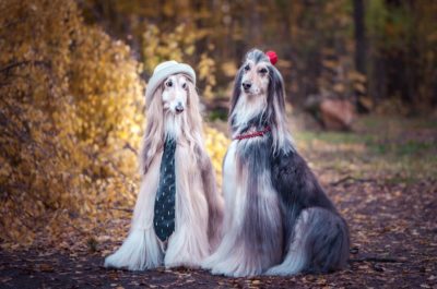 Long haired dog grooming