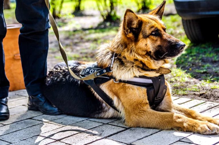 are police dogs trained in german