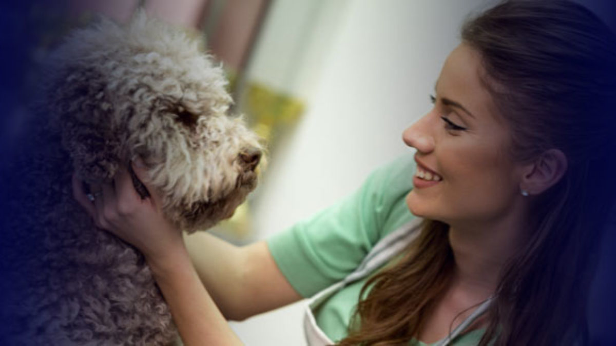 How Much Does It Cost To A Dog Groomer