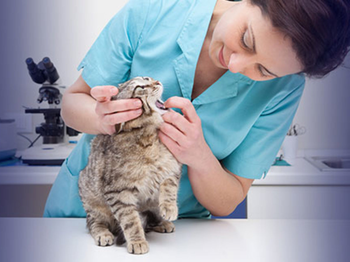 Veterinary Assistant Course | Online Vet Assistant Classes
