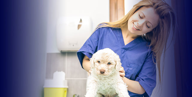 Vet Assistant School Veterinarian s Assistant Tuition Vet Assistant School Veterinarian s Assistant Tuition