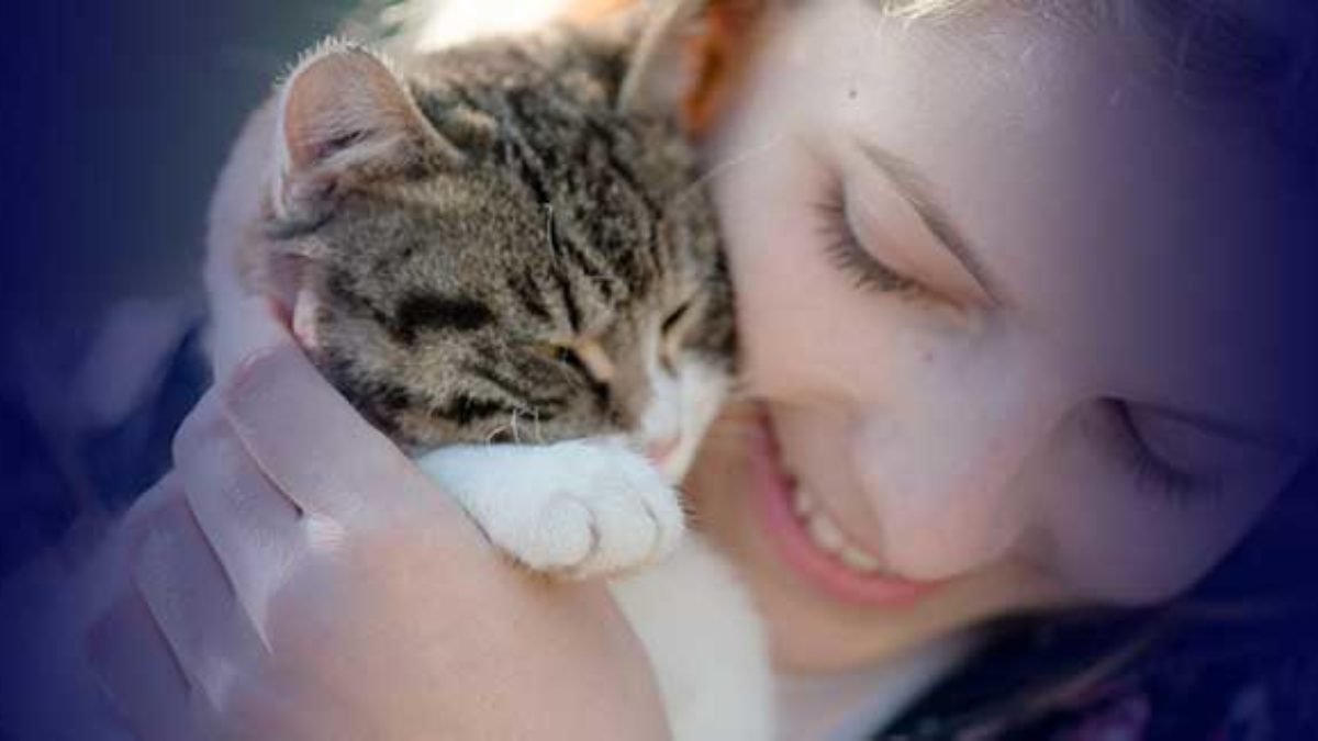 Become a Certified Cat Trainer - Cat Training School