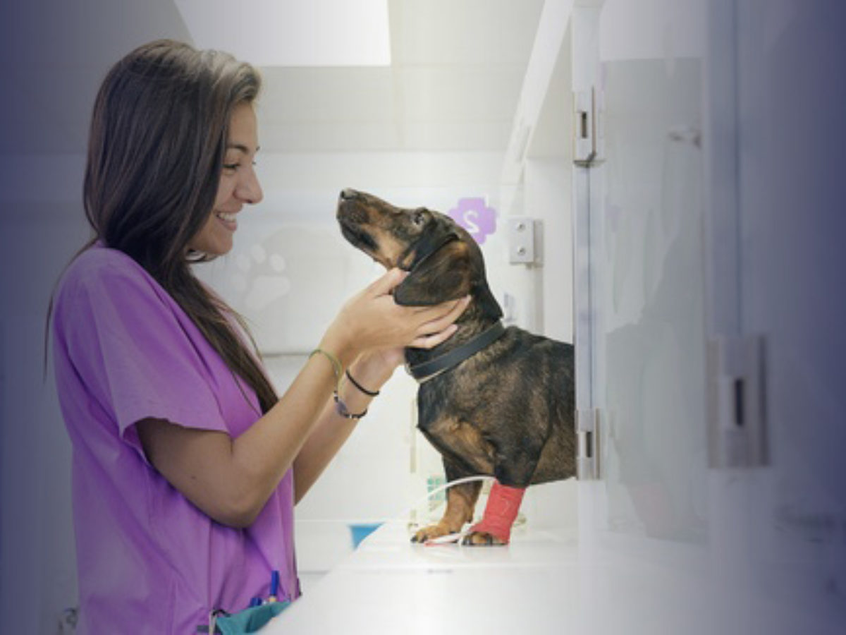 Veterinary Assistant Alumni Benefits - Animal Behavior College