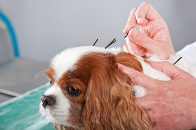 Acupuncture for Dogs