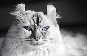 American Curl Cat Breed