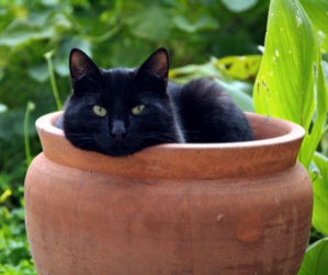 Black Cat Superstitions