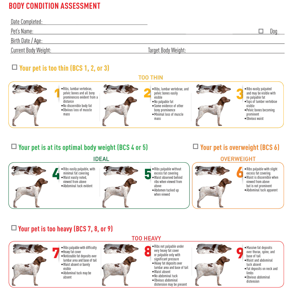 Dog Body Condition Assessment