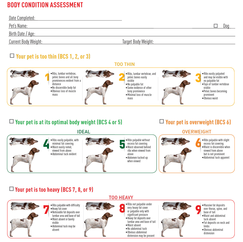Dog Body Condition Assessment Dog Body Condition Assessment