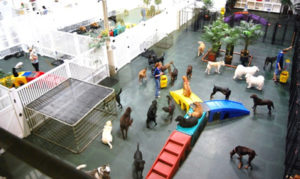 Doggie Daycare