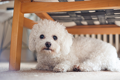 Fearful Dog Fearful Dog
