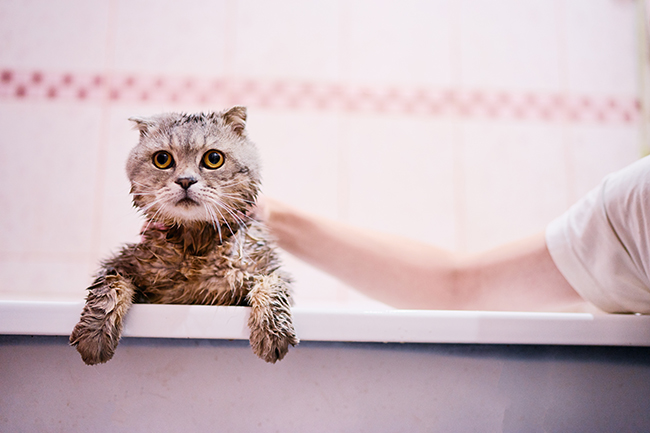 Cat bathing safely