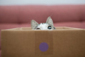 Sometimes, all a cat needs is a box to keep herself entertained. Photo credit: kmsh/iStock