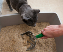 Cat Litter Box