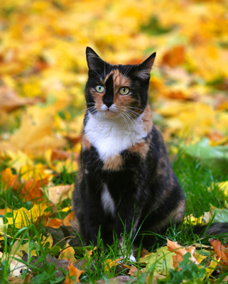A calico cat's varied coat is a result of three genes: red, black and white-spotting. Photo credit: farbkombinat