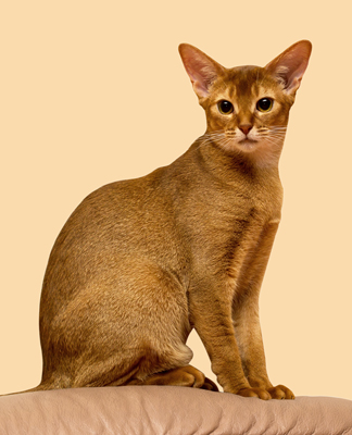 An Abyssinian's coat can be Red (pictured), Ruddy, Fawn or Blue, according to the Cat Fancy Association's breed standards. Photo credit: e_polischuk/Adobe Stock
