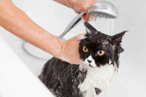 Cat groomer uses a shower attachment to rinse a black and white cat