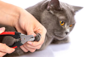 Cat groomer trims the nails of a calm gray cat