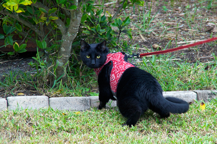 Cat walking vest sales