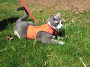Kitty Holster Kitty Holster