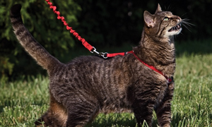 Cat Harness and Leash