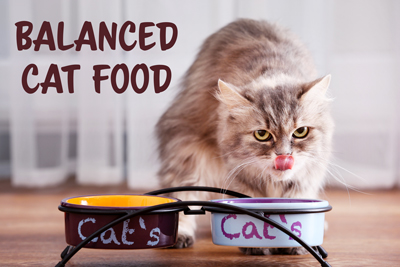 To stay healthy, your cat needs a completed and balanced diet that is specifically formulated for felines. © Africa Studio/Adobe Stock