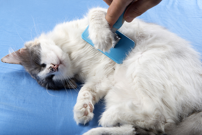 Regular grooming sessions not only keeps your cat's fur looking greats, it also strengthens the bond the two of you have. © uwimages/Adobe Stock