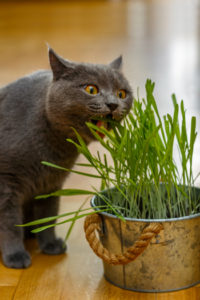 Cat Grass Cat Grass