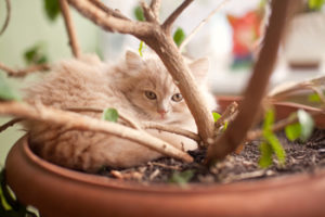 Houseplants Poisonous to Cats