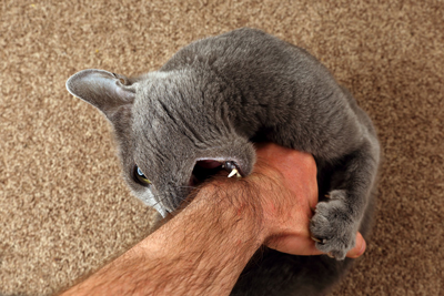 Biting Cat