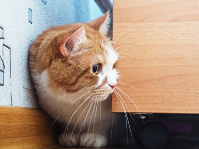 Scared Cat Scared Cat