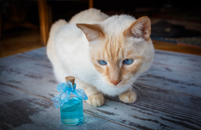 Cat Scent Cat Scent
