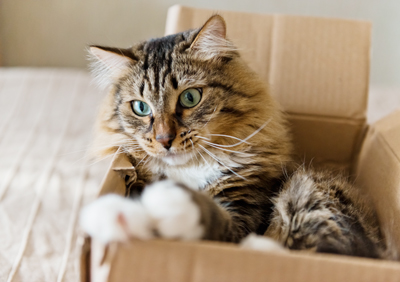 Cat in a Box Cat Box