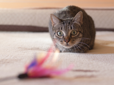 Cat Feather Toy