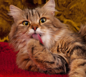 Why do cats purr?  Scientific American