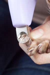 Clipping Cat Claws