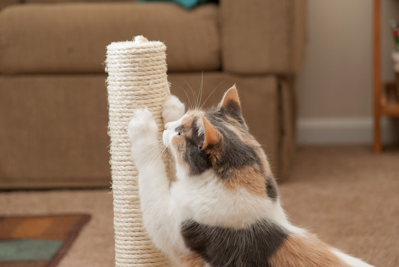 Cat Scratch Fever: What To Do When Your Cat Ruins Your Furniture