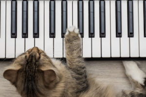 How to Train a Cat to Play Piano Cat Training