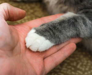 Clicker Training Cats Clicker Training Cats